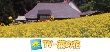 テレビ菜の花